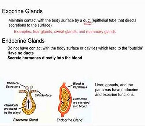 differences-between-endocrine-and-exocrine-glands.jpg