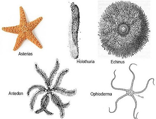 echinodermata-classification-starfish-8-.jpg