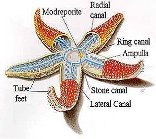 echinodermata-star-fish-8-1-.jpg