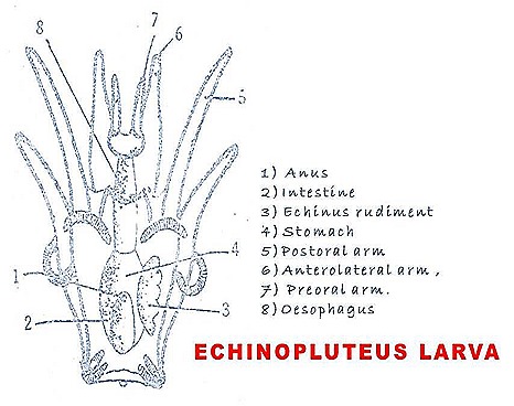 PECTORAL GIRDLE-REPTILE-BIRD-MAMMAL- COMPARATIVE ANATOMY