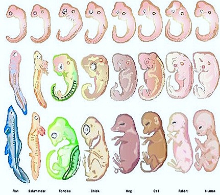 Evolution Embryology Evidences