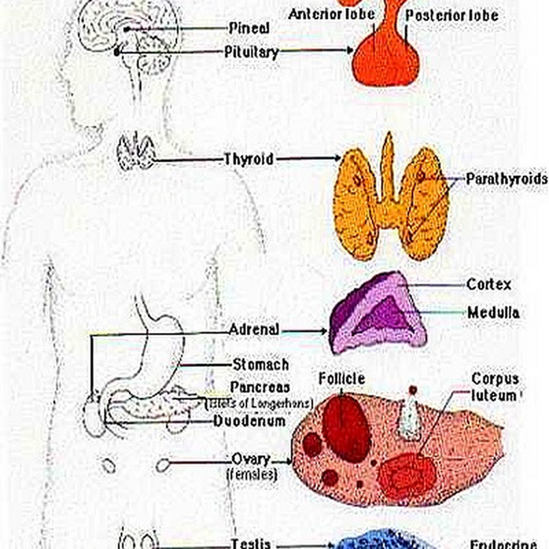 endocrine-system-1-7-.jpg