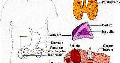 endocrine-system-1-7-1-.jpg