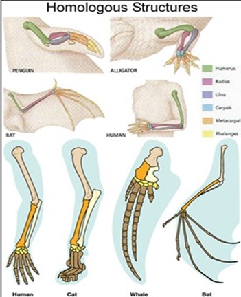 PECTORAL GIRDLE-REPTILE-BIRD-MAMMAL- COMPARATIVE ANATOMY