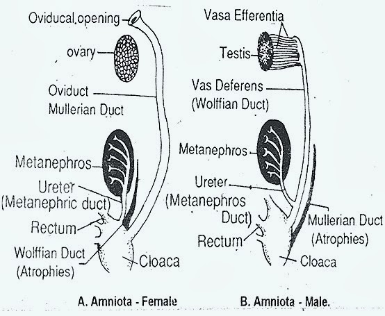 fish excretory system