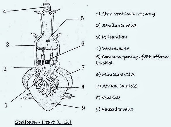 pericardial cavity frog