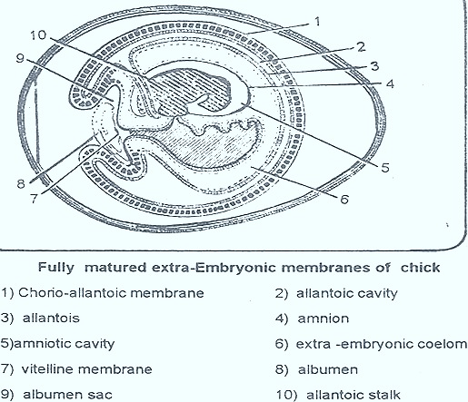 foetal-membranes-embryonic-chick-thumb-27-.jpg