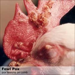 fowl-fox-poultry-disease-5-.jpg