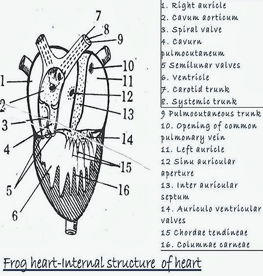 FROG HEART STRUCTURE FISH HEART STRUCTURE –COMPARATIVE ANATOMY