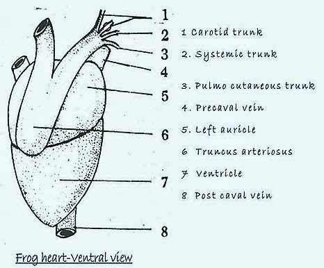 frog-heart-ventral-thumb-21-.jpg