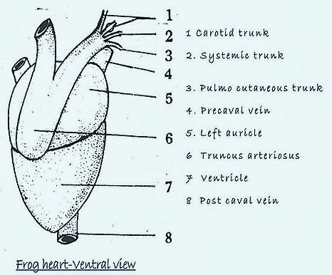 amphibian heart diagram