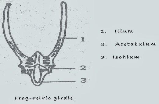 Difference Between Pectoral and Pelvic Girdle (with Comparison Chart) -  Biology Reader