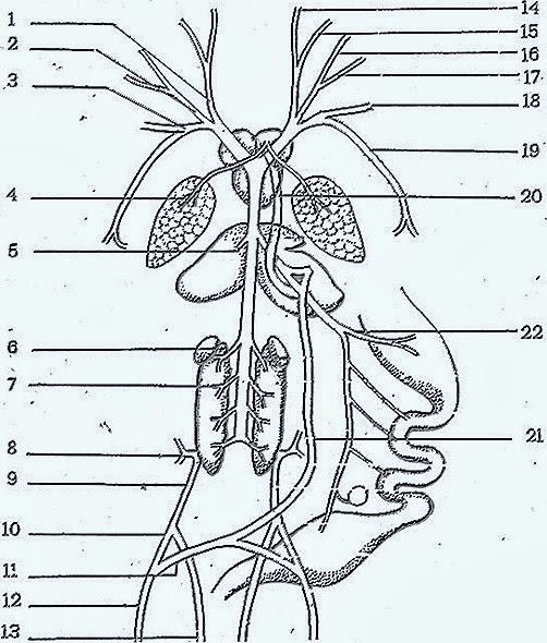 PECTORAL GIRDLE-REPTILE-BIRD-MAMMAL- COMPARATIVE ANATOMY