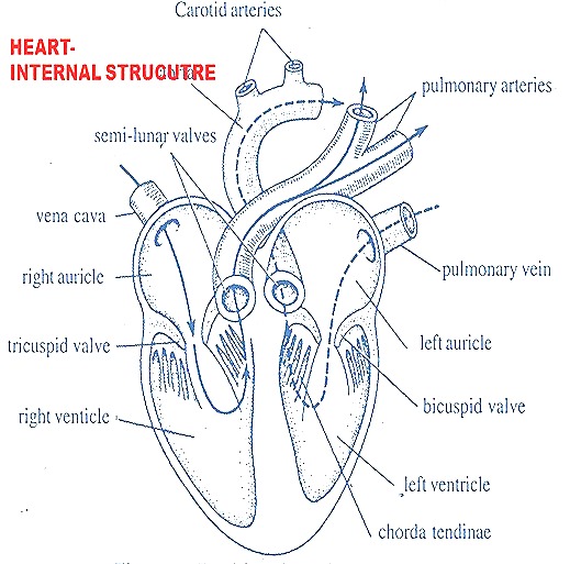 heart-anatomy-13-.jpg