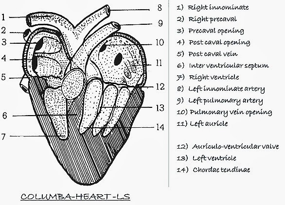 rabbit heart diagram