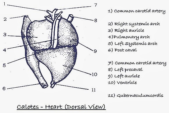 rabbit heart diagram