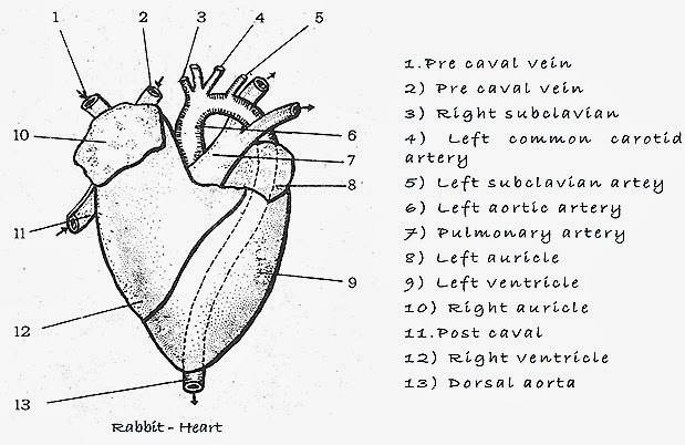 rabbit heart diagram