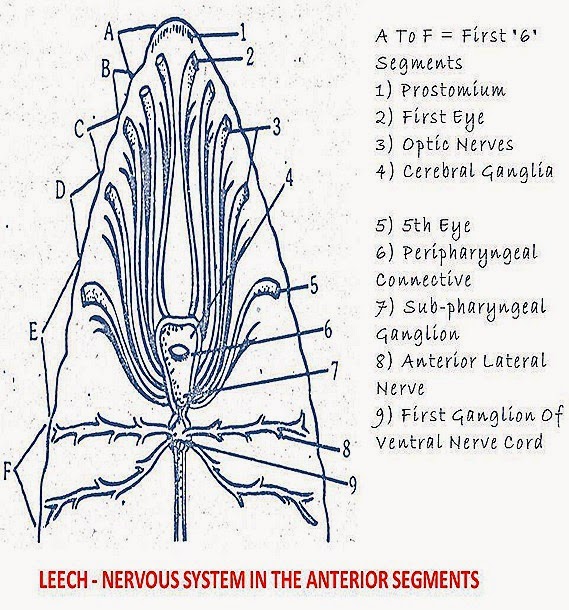 hirudinaria-nervous-system-13-.jpg