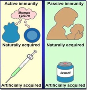 immunity-active-passive-9-1-.jpg