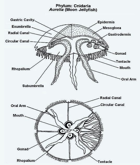 JELLYFISH NUTRITION