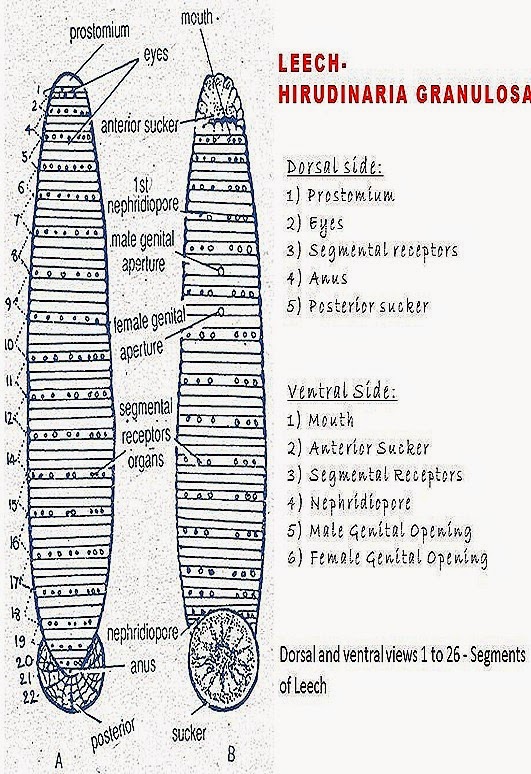 hirudinea leech anatomy