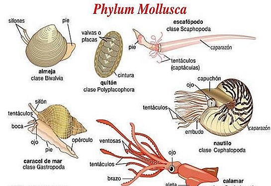 mollusca-phylum-11-.jpg