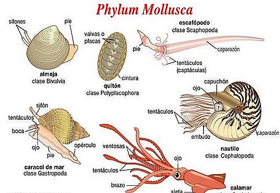 examples of mollusca