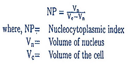 nucleas-cell-nucleoplasmic-index-1-7-.jpg