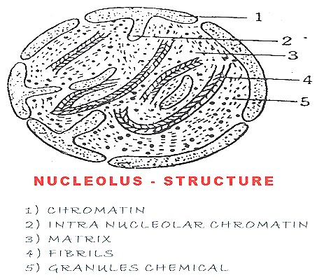 nucleolus-nucleus-cell-13-.jpg