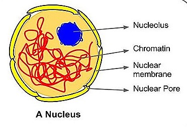 nucleus structure