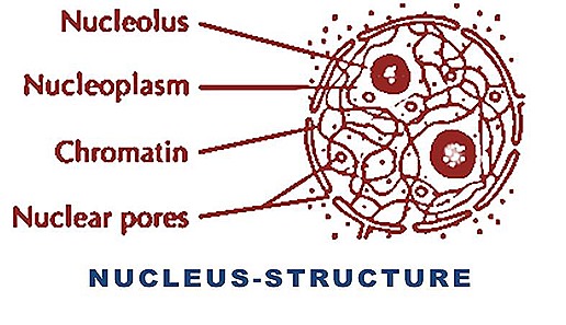 nucleus structure