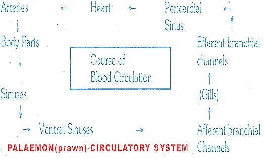 palaemon-circulatory-system-prawn-thumb-20-.jpg