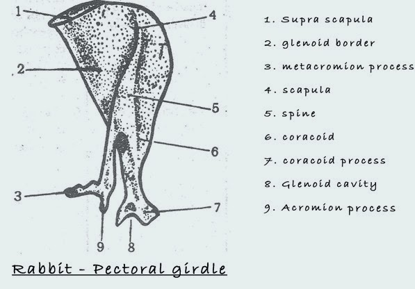 Comparison of the pectoral girdle of Vanellus (a) and Columbia livia