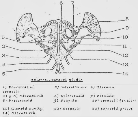 Pectoral and Pelvic Girdles – Morphology of the Vertebrate Skeleton