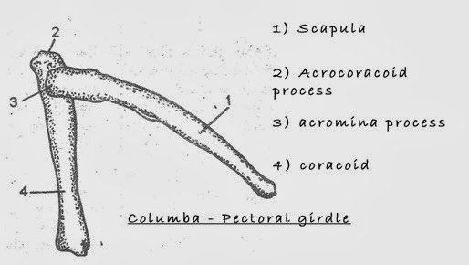 SOLUTION: To study the pectoral girdle and sternum of frog