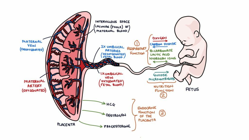 placenta.jpg