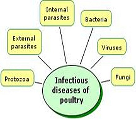 poultry-diseases-10-.jpg