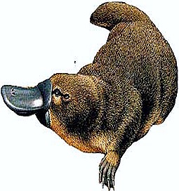 prototheria-ornithorhyncus-duck-billed-platypus-thumb-21-.jpg