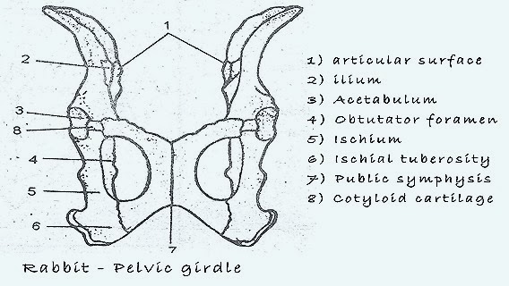 Pelvic Girdle Diagram