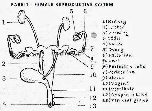 Female Reproductive System Of Bird Rabbit Reptile Comparision 2317