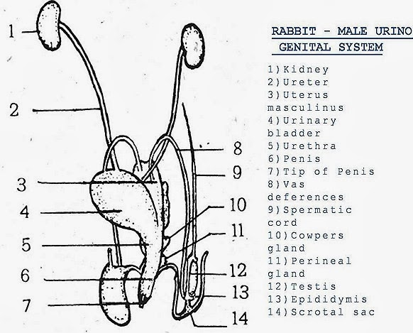 rabbit-reproductive-system-male-10-.jpg