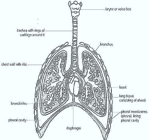 RESPIRATION IN BIRDS-REPTILES-MAMMALS