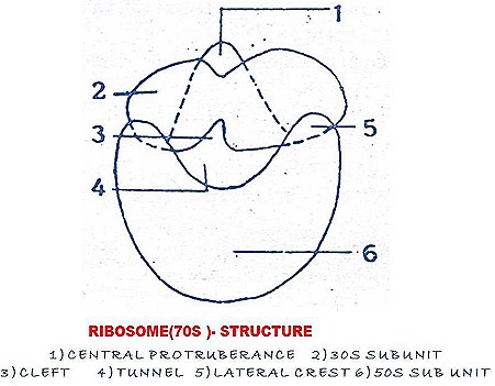 ribiosomes-structure-function-1-.jpg