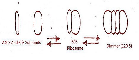 ribiosomes-structure-function-2-1-.jpg