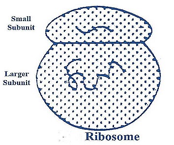 labelled diagram of ribosomes