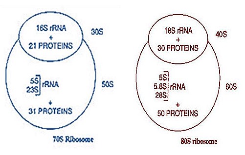 ribiosomes-structure-function-4-1-.jpg