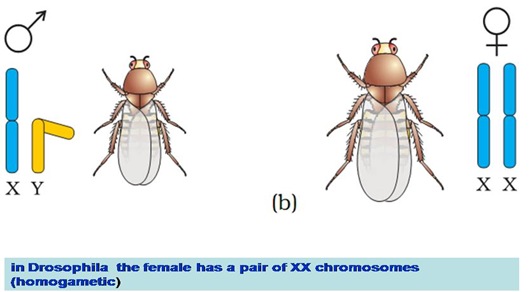 sex-determination-drosophila-7-.jpg