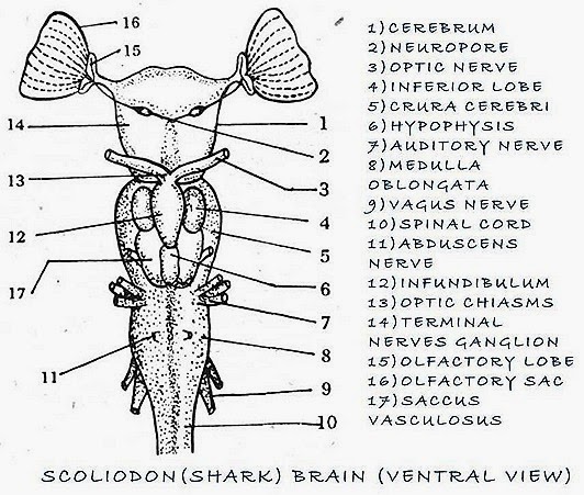 Какой мозг акулы. Строение головного мозга акулы. Мозг акулы строение. Схема строения головного мозга акулы. Нервная система акулы.