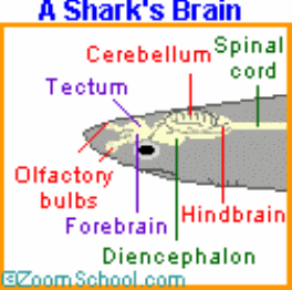 sharks-olfactory-lobes-thumb-4-.gif