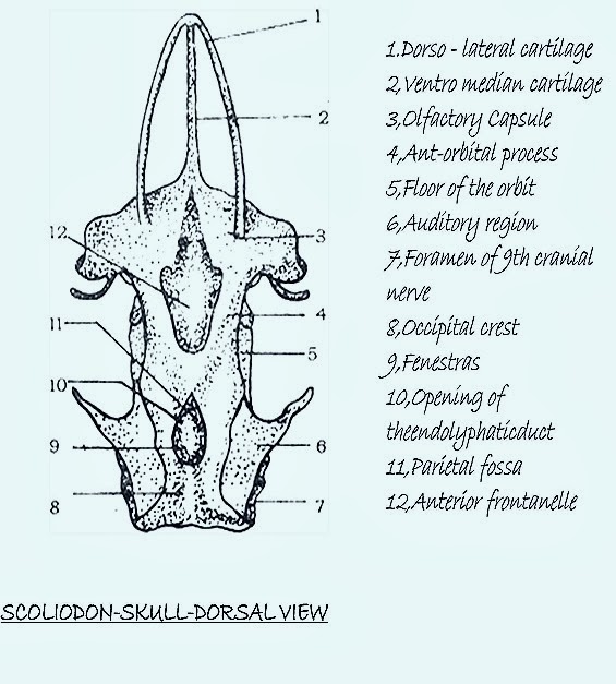 skull-fish-scoliodon-dorsal.jpg